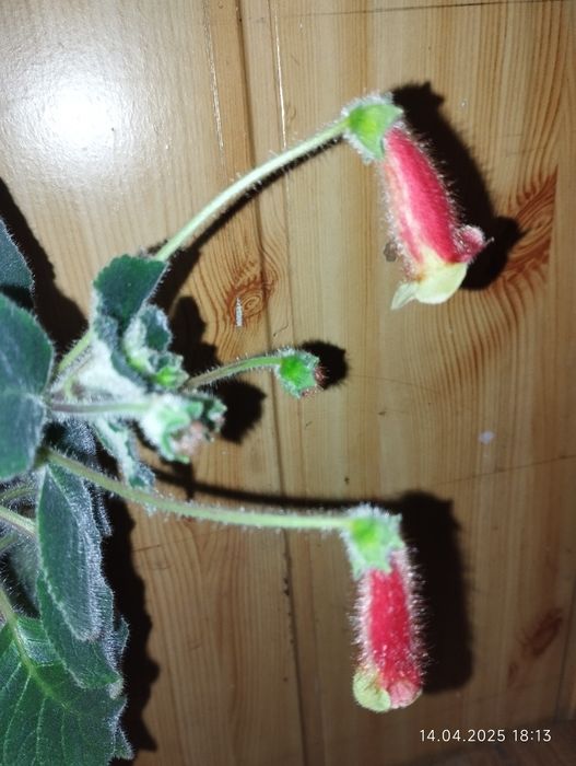 Колерія Cecille молоді рослини