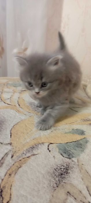 Котики шотландской вислоухой