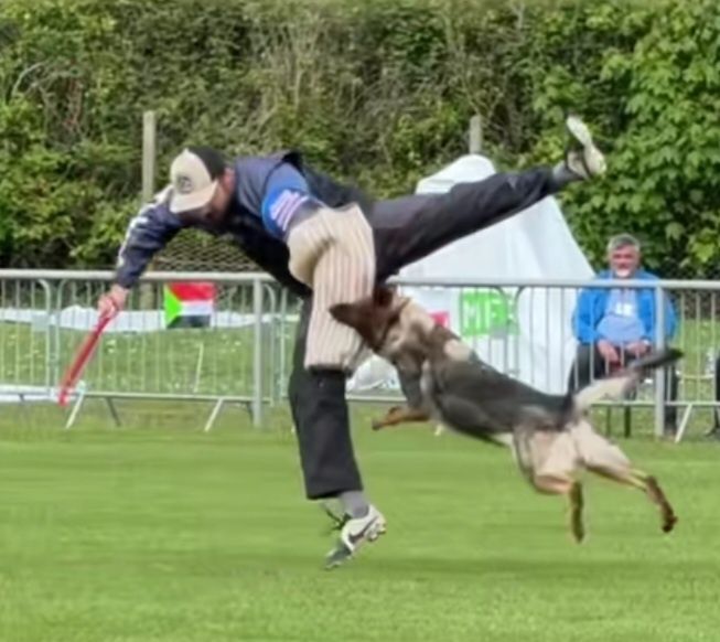 НО рабочее разведение