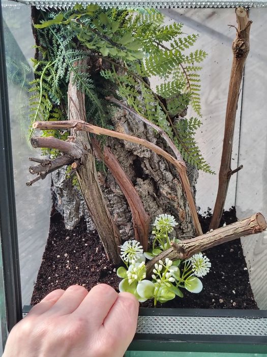 Terrarium dla patyczaka,liśca