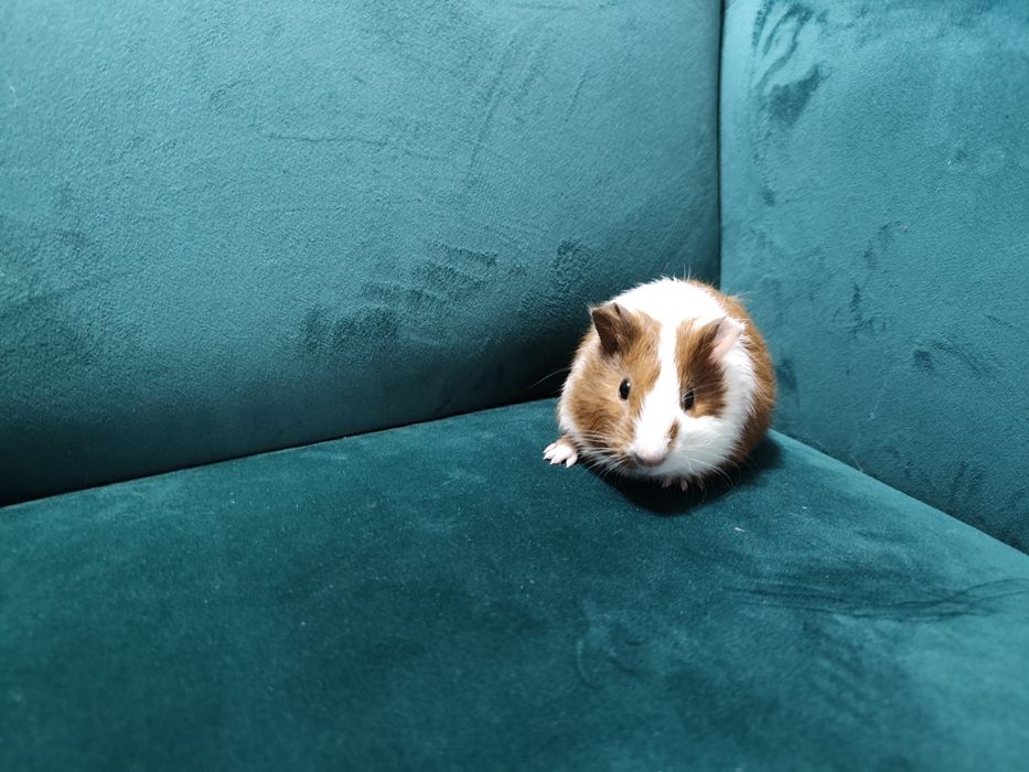 Świnka morska kawia domowa