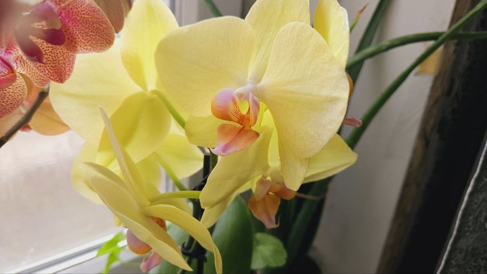 Чарівна орхідея, мультифлора, 2 стволи