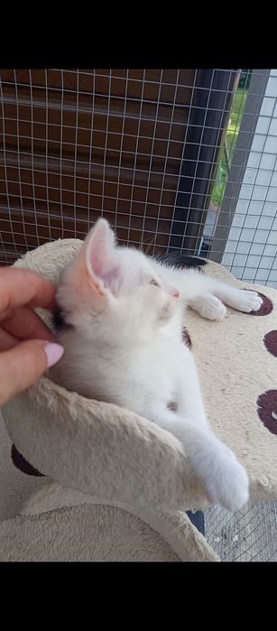 Mały kocurek szuka domu niewychodzącego