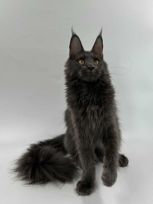 Продам мейн кун  девочка