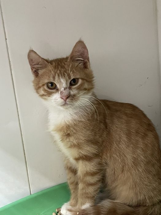 Котенок Симба ищет семью