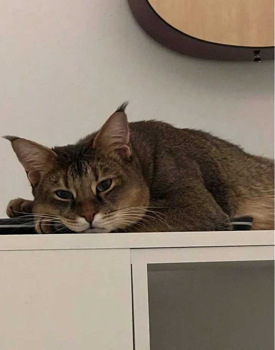 чаузи Элитная порода кошек