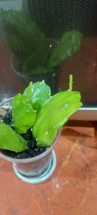 Зміокулькас зензі і звичайний,кактус тригулярис,опунція великоросла.