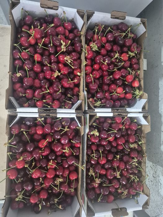 Cereja produtor 5 euros kg negociavel para grandes quantidades