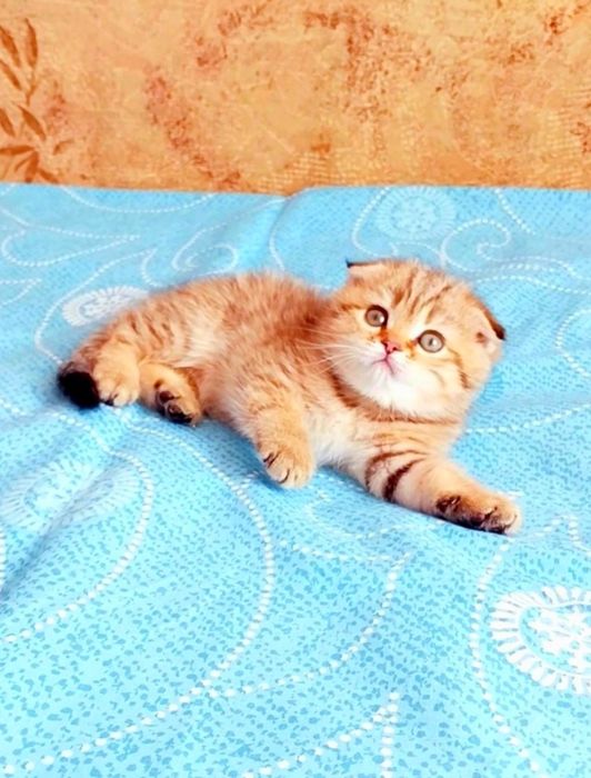 Надзвичайно ніжна і лагідна кицюня шиншила