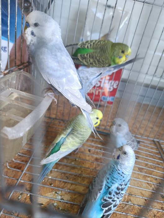 Periquitos e mandarins
