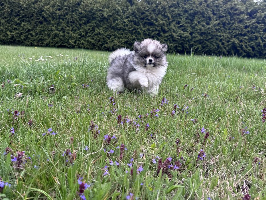 Szpic Miniaturowy CHŁOPCZYK