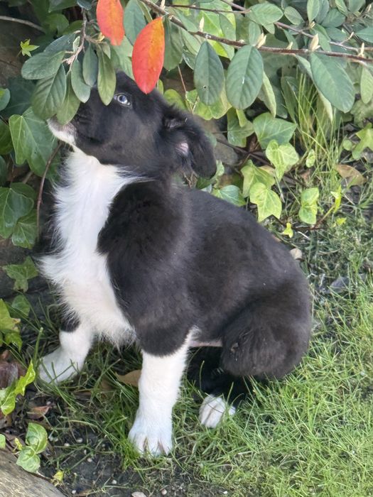 Border collie Disponivel