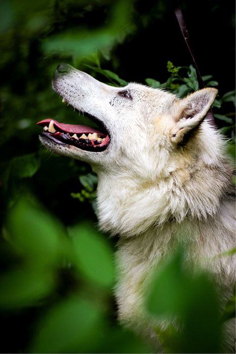 Хто мріяв про вівчарку ?