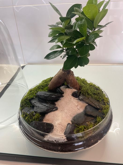 Terrario vidrio plantas naturais