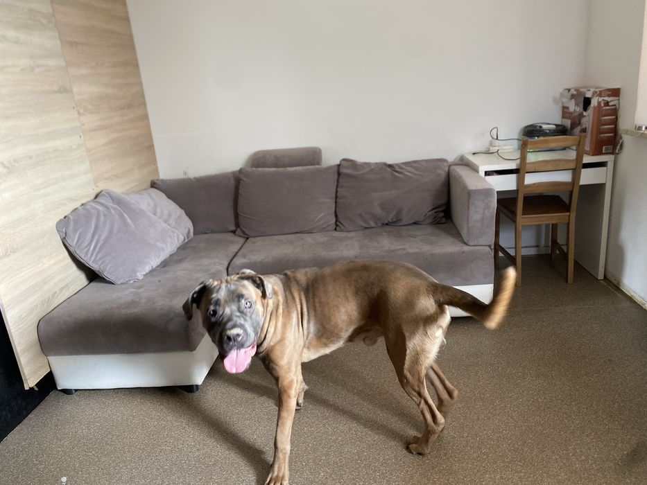 Oddam psa w dobre ręce