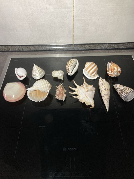 Ракушки для аквариума.