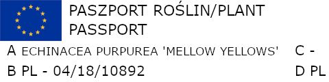 JEŻÓWKA Echinacea Mellow Yellows sadzonki w doniczkach !!