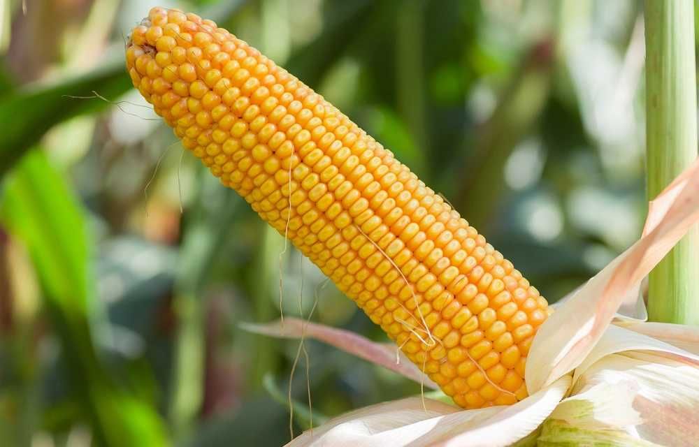 Kukurydza SM Perseus FAO 250 C1 50tyś nasion