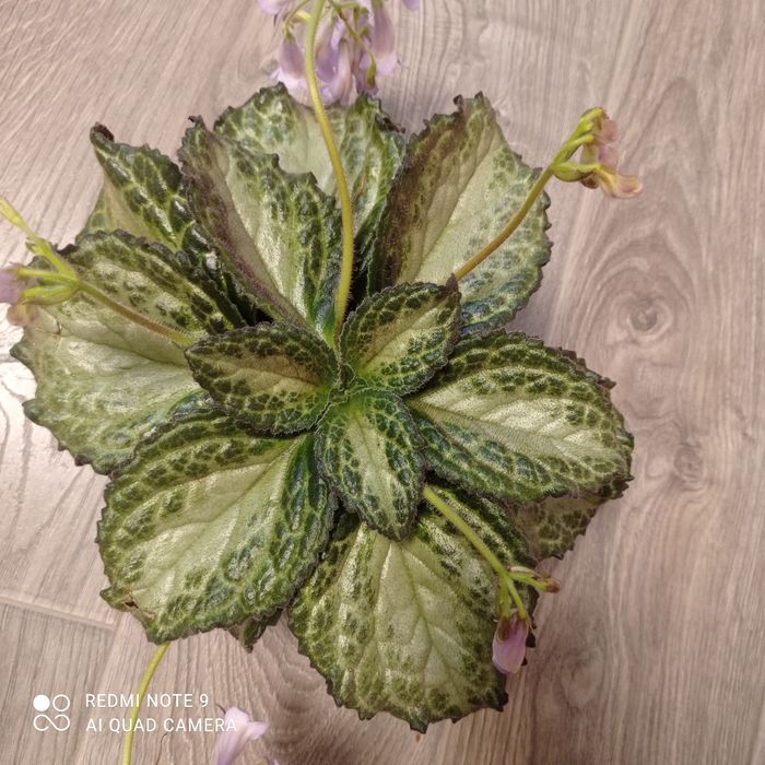 Примулина Destiny