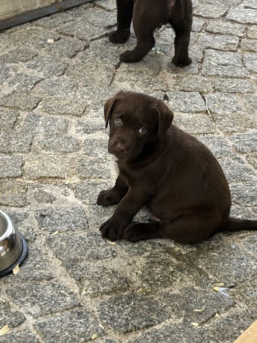 Labrador retriever com lop