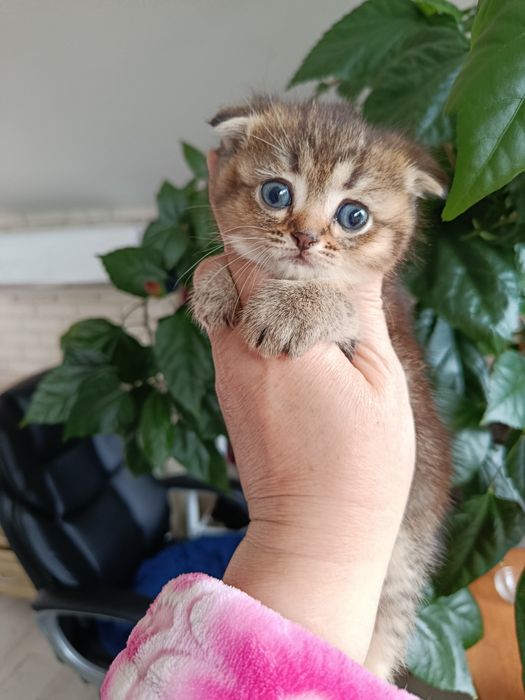 Кішечка золота висловуха