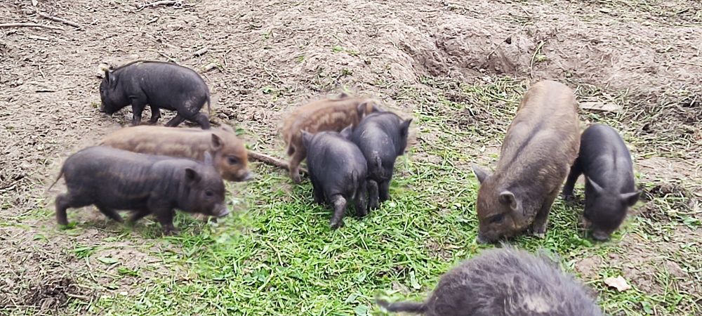 Свині Поросята В'єтнамські Кармали