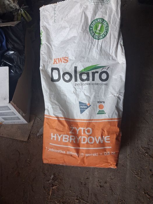 Żyto hybrydowe dolaro