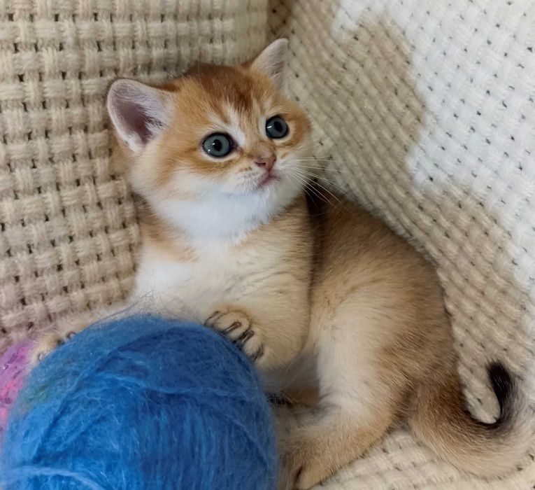 Кішечки золоті шиншили