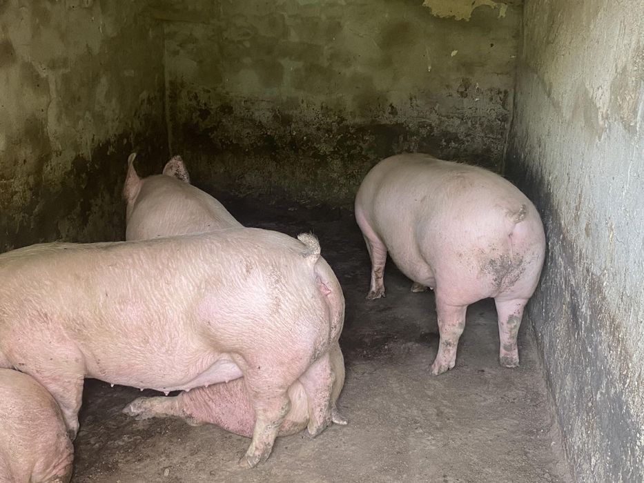 Продам свині мясні та мясосальні