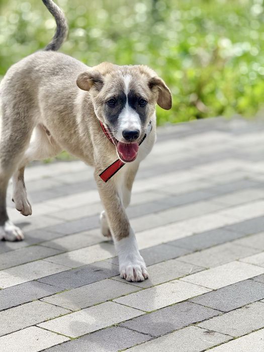 Цуценя безкоштовно