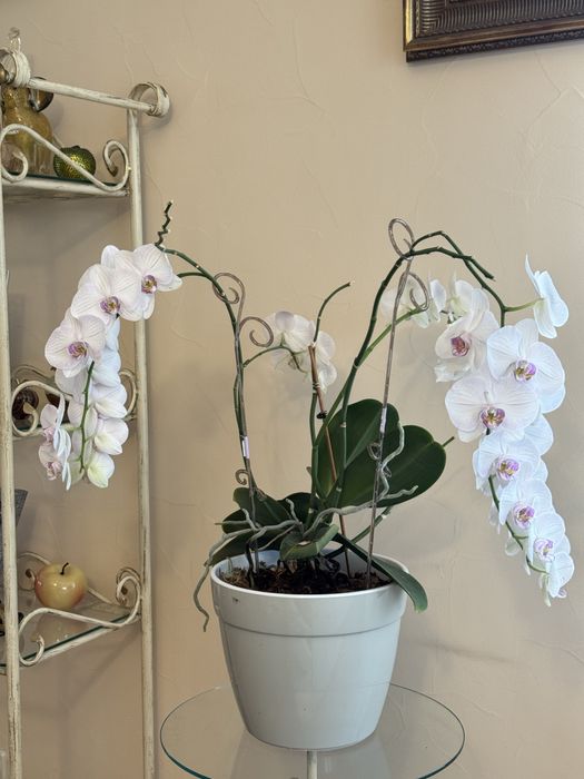 Орхидея фаленопсис Афродиты. 70*50 см.