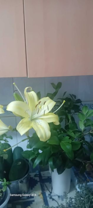 Berço cama com proteção