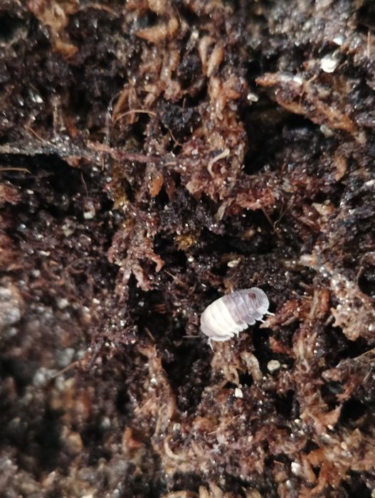 Isopody prosionki Cubaris Panda King ekipa sprzątająca
