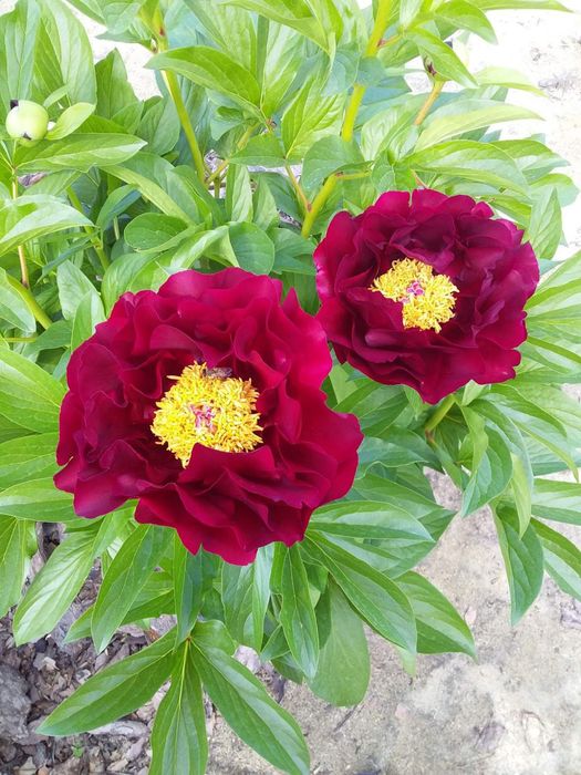 Корни пионов травянистые и древовидный.