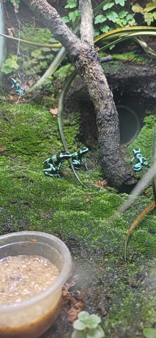 Dart frogs, dendrobates auratus