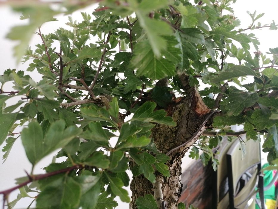 Bonsai Crataegus, Espinheiro  50cm