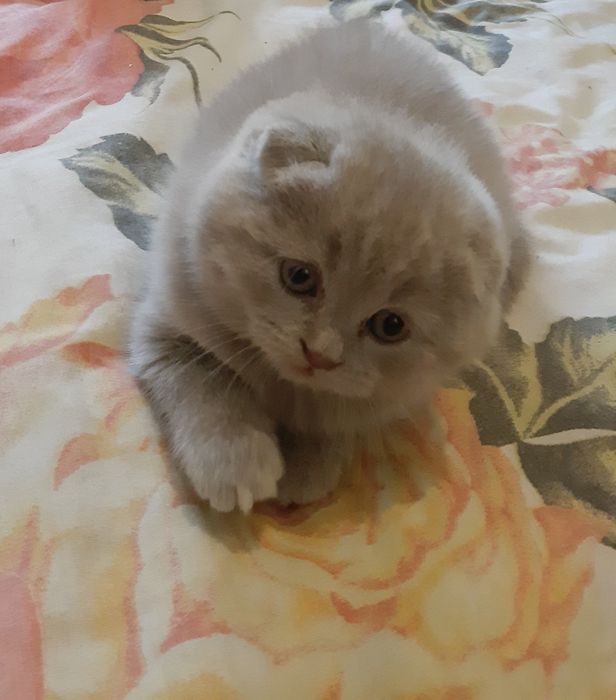 Весна! Подаруйте пухнастих лілових  віслоушок, вашим коханим рідним!