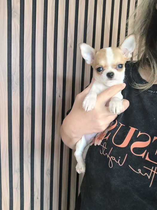 Chihuahua. Menino Mini branco e castanho.Cabeça de Maçã.Perfeito!