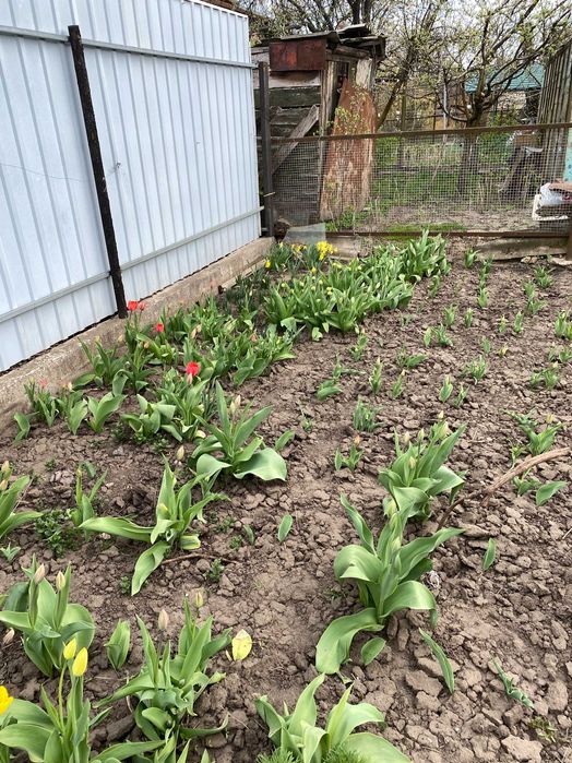 продам квіти тюльпанів та нарцисів