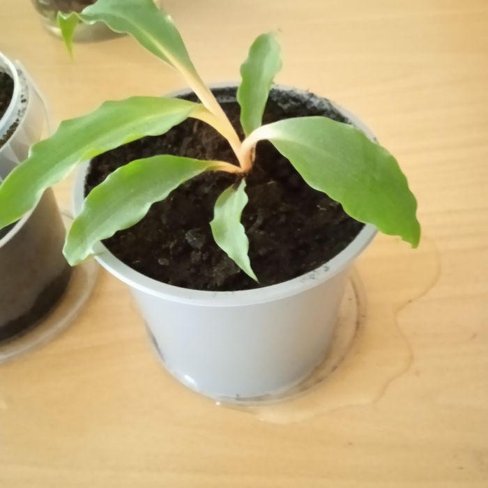 В кожний дім -  живі квіти .