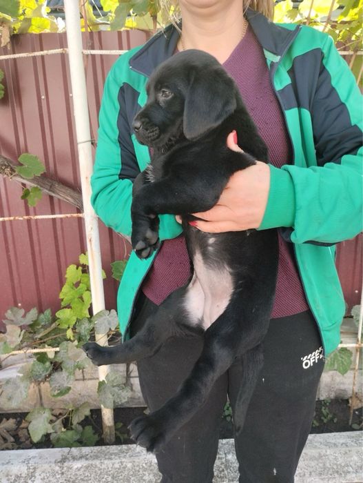 Шикарні дівчатка Лабрадора