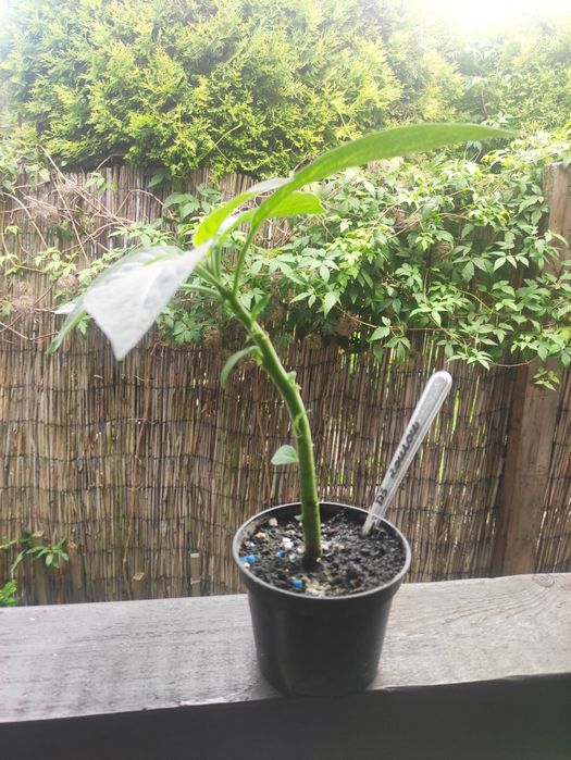 Brugmansja Datura  DS Zoulou z pąkami.