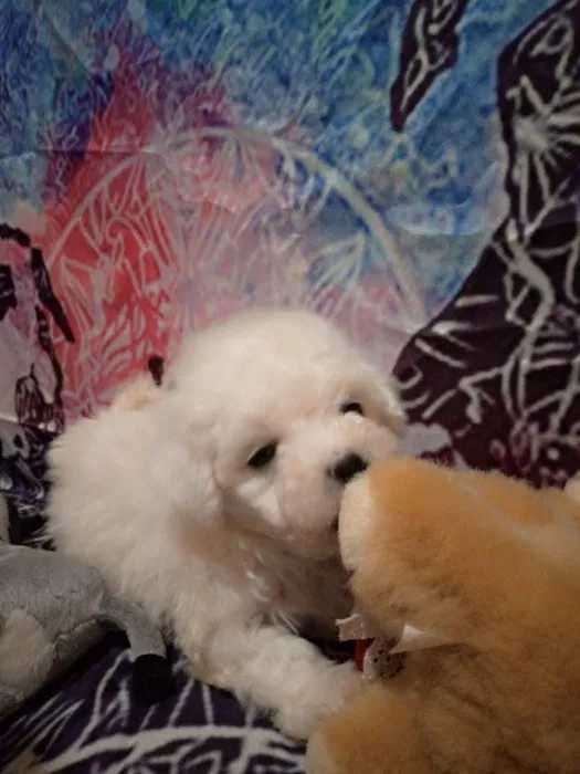 Мальтіпу. Цуценята. Доставка