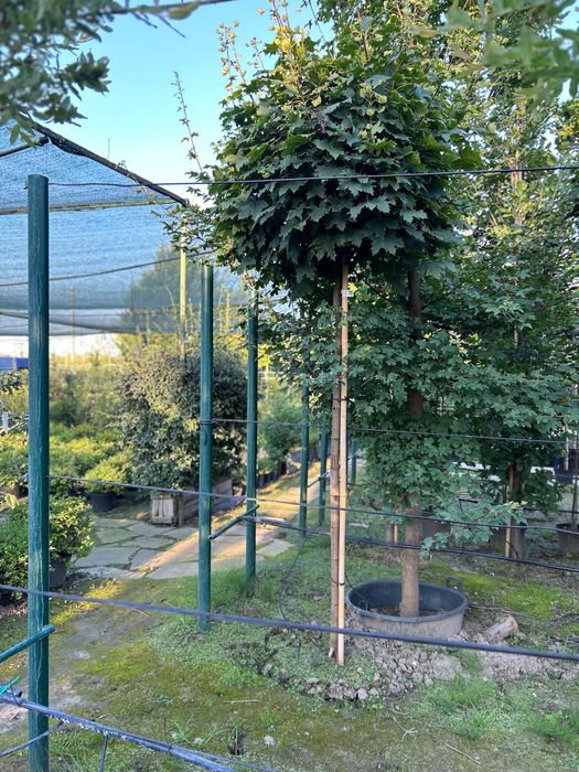 Клен  Globosum | Royal Red | Drummondii