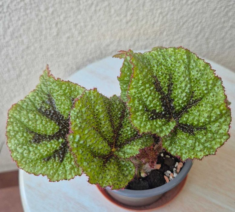 Begonia rex_begonia rex