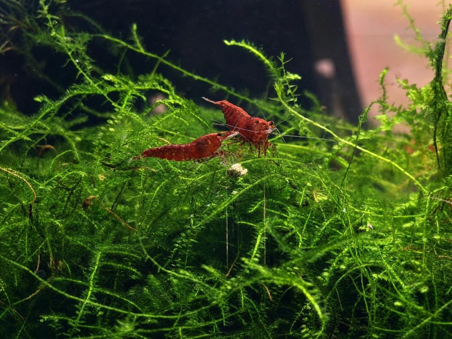 Neocaridina red