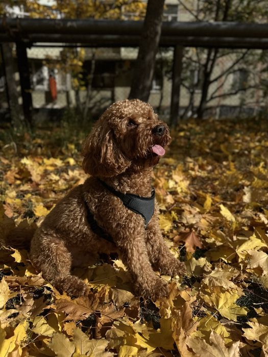 Шукаю наречену!  Я хлопчик Мальтипу