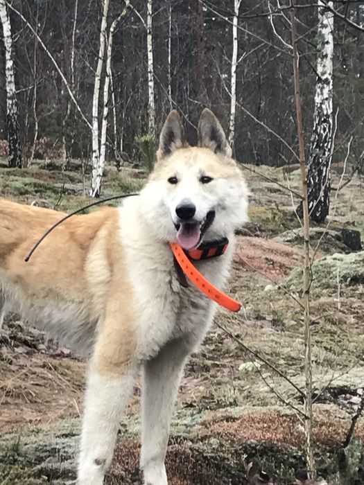 Цуценята західно сибірської лайки