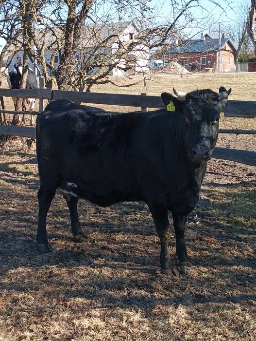 Jałówka wysokocielna