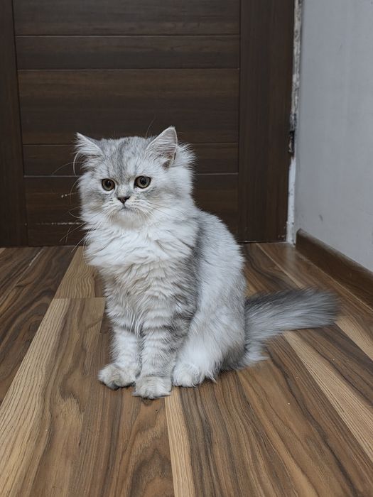 Kot perski kocurek pers